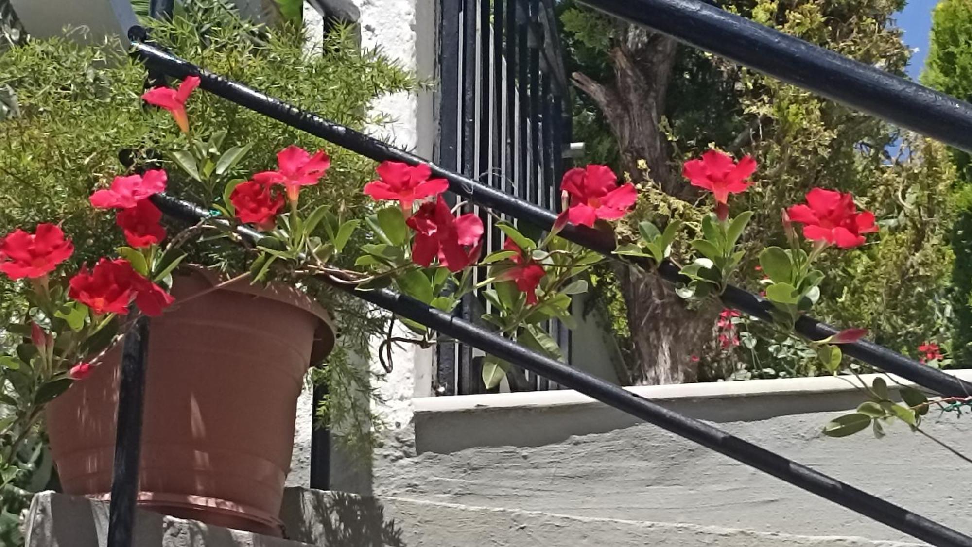 Charming Garden Apartment Rhodes City エクステリア 写真